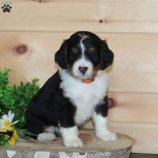 Chocolate, Bernedoodle Puppy